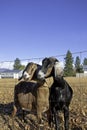 Two Nubian goats.