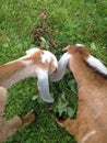 Two Nubian goats eating