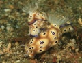 Two nudibranches