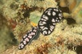 Two nudibranchs - Phyllidiella pustulosa Royalty Free Stock Photo