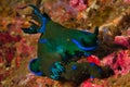 Two nudibranchs Tambja Morosa mating in the reef of Malapscua island Royalty Free Stock Photo