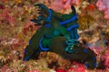 Two nudibranchs Tambja Morosa mating in the reef of Malapscua island Royalty Free Stock Photo