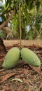 Two numbers of mango hanging on branch of small mango tree