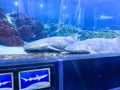 Two nurse sharks in the shark viewing tunnel at Seaworld in Orlando, Florida