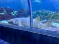 Two nurse sharks in the shark viewing tunnel at Seaworld in Orlando, Florida