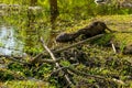 Two Nutria Greet Each Other in a Wetland Pond. Royalty Free Stock Photo