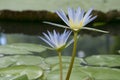 Two Nymphaea Caerulea - Blue Lotus of Egypt