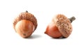 Two oak acorns isolated on white background Royalty Free Stock Photo