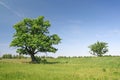 Two oak trees Royalty Free Stock Photo