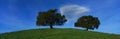 Two oak trees on hill Royalty Free Stock Photo