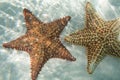 Two oange starfishs in a turquoise water