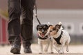 Obedient dogs walk on a leash with their owner in the village - cute Jack Russell Terriers Royalty Free Stock Photo