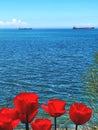 Two Ocean Cargo Ships on Lake Ontario with Red Tulips