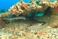 Two whitetip reef sharks hiding under hard corals on coral reef