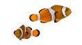 Two Ocellaris clownfish, Amphiprion ocellaris, isolated Royalty Free Stock Photo