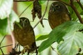 Two Ochre-bellied Boobook Ninox ochracea in Tangkoko National Park, Sulawesi, Indonesia