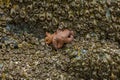 Two ochre sea stars surrounded by aggregating sea anemones on intertidal rocks