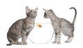 Two Ocicat Cats looking at fishbowl Royalty Free Stock Photo