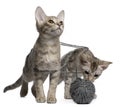 Two Ocicat Cats playing with a ball of yarn