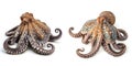 Two octopuses. Sea animals, isolated on white background. Collection of ocean inhabitants. Marine life. Undersea