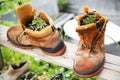 Two old boots with orange flowers planted