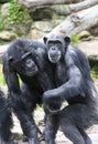 Two old Chimpanzees Royalty Free Stock Photo