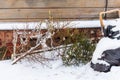 Two old christmas trees thrown away next to black garbage bags in snowy winter day Royalty Free Stock Photo