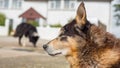 Two old dogs with sad eyes Royalty Free Stock Photo