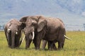 Two old elephants inside the crater of Ngorongoro. Tanzania, Africa Royalty Free Stock Photo