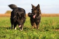 Two Old German Shepherd Dogs on the meadow Royalty Free Stock Photo