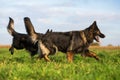 Two Old German Shepherd Dogs on the meadow Royalty Free Stock Photo