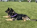 Two Old German Shepherds Lying on the Grass Royalty Free Stock Photo