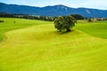 Two old oak trees in an alpine meadow Royalty Free Stock Photo