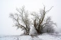 Two old poplar trees on a country lane in cold grey winter weather, copy space Royalty Free Stock Photo