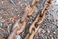 Two rusty shipping chains on the seashore Royalty Free Stock Photo