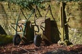 Old rusty Wheelbarrows lean against a wall