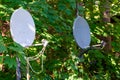 Two old satellite dishes Royalty Free Stock Photo