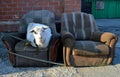 Two old shabby ugly armchairs with laying white hornless goat in the centre of city