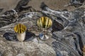 Two old silver cups on a dried tree Royalty Free Stock Photo