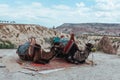 two old tired camels in the valley of love cappadocia Royalty Free Stock Photo