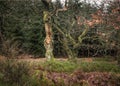 Two old and tortuous trees in the forest