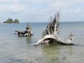 Two Old tree trunks and roots fallen over in river Royalty Free Stock Photo