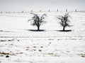 Two old trees damaged by scratching horses and with bitten bark. Quiet winter pasture