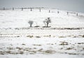 Two old trees damaged by scratching horses and with bitten bark. Quiet winter pasture