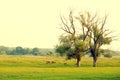 Two old trees on a green meadow and herd of the grazed rams