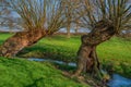 Two old trees by stream Royalty Free Stock Photo
