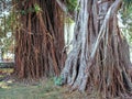 Two old tropical trees and their amazing roots