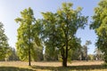 Two old tulip trees against the big glade in park Royalty Free Stock Photo