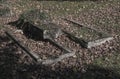 Two old unkept dissolute abandoned graves with ivy and fallen le Royalty Free Stock Photo