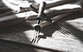 Two old vintage forks on a wooden rustic table background. Contrasting sunlight from the window and shade Royalty Free Stock Photo